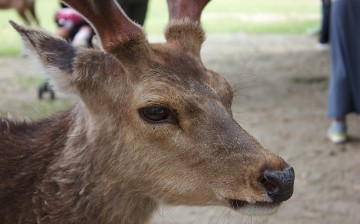 Deer Horn-Chopping in Nara